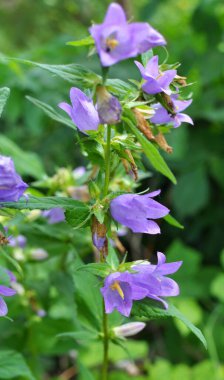 Vahşi doğada, çan çiçekleri (Campanula bononiensis) otların arasında açar.