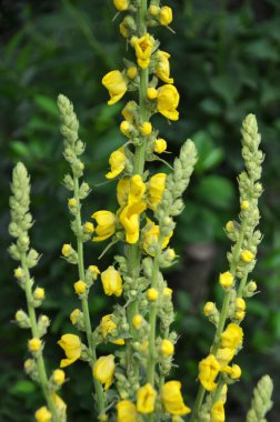 Mullein türlerinden biri olan Verbascum lychnitis vahşi doğada çiçek açar.