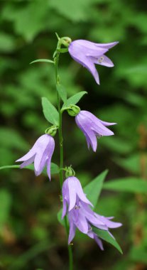 Çan çiçekleri (Campanula rapunculoides, Campanula rapunculus) yazın vahşi doğada açar.
