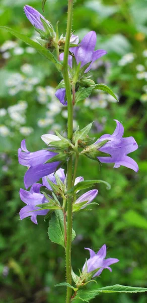 Vahşi doğada, çan çiçekleri (Campanula bononiensis) otların arasında açar.