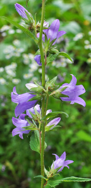In the wild, bluebells (Campanula bononiensis) bloom among the grasses