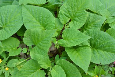 Ormandaki ilkbaharda kalp şeklinde bir kuş yetişir, (simphytum cordatum)) 