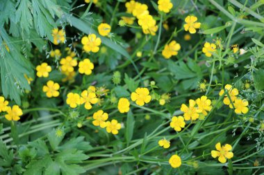 Yabani otların arasında sürünen düğün çiçeği (Ranunculus tövbe eder) yetişir.