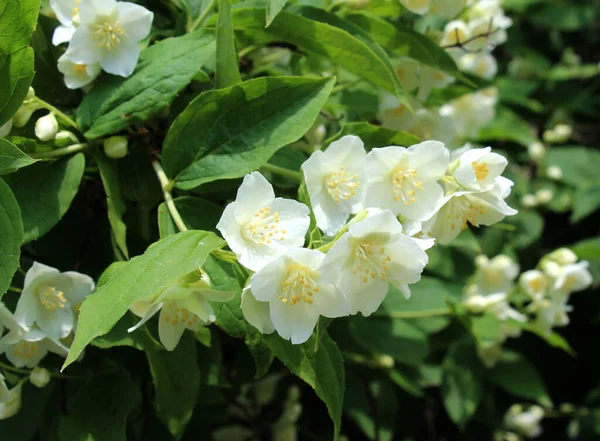 Bahçede bahar çiçek açıyor yasemin çalısı