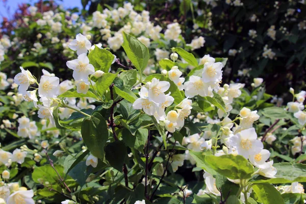 Bahçede bahar çiçek açıyor yasemin çalısı