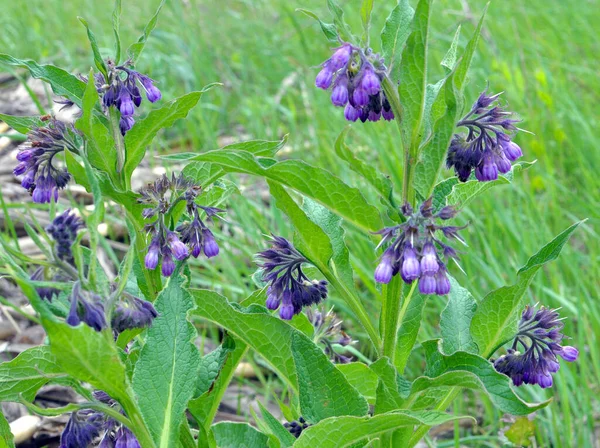 Çayırda, yabani otların arasında kuş (Symphytum officinale) çiçek açıyor.
