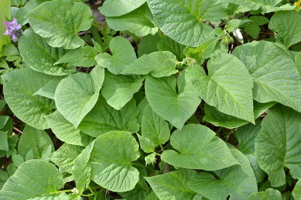 Ormandaki ilkbaharda kalp şeklinde bir kuş yetişir, (simphytum cordatum)) 