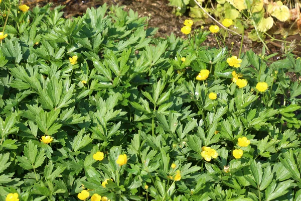 Yabani otların arasında sürünen düğün çiçeği (Ranunculus tövbe eder) yetişir.