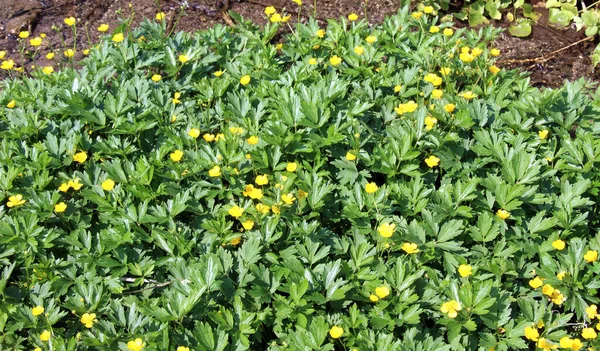 Yabani otların arasında sürünen düğün çiçeği (Ranunculus tövbe eder) yetişir.