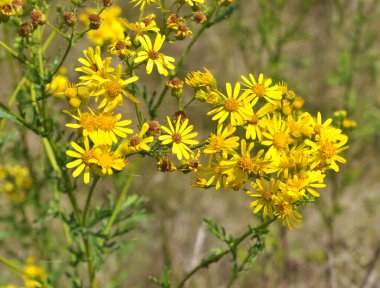 Vahşi doğada, Jacobaea vulgaris bitkisi otların arasında yetişir.