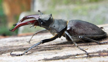 Vahşi doğada, erkek bir geyik böceği (Lucanus cervus)