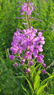 Epilobiyum angustifolium yazın vahşi doğada çiçek açar.