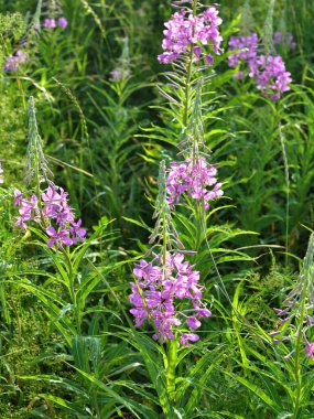 Epilobiyum angustifolium yazın vahşi doğada çiçek açar.
