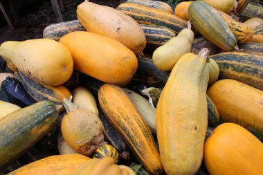 Hasat edilen kabak hasadı bir yığın içinde yatıyor.