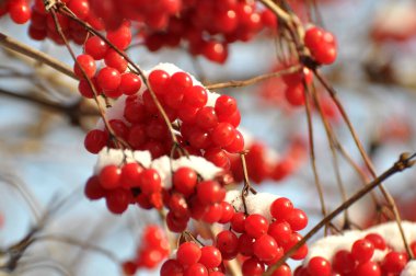 Bir çalılığın dalında kırmızı böğürtlen gülü, viburum opulus