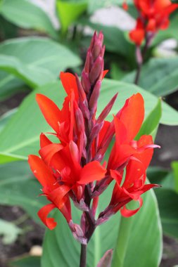 Yazın, çiçek tarhında kırmızı kanneler açar.