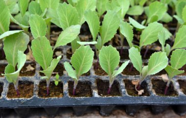 Plastik kasetlerde organik toprakla yetişen lahana tohumları..