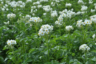 Çiftçi tarlasında, patates çiçekleri boldur.