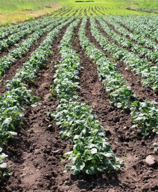 Tarladaki verimi arttırmak için, patatesler yamaçlı..