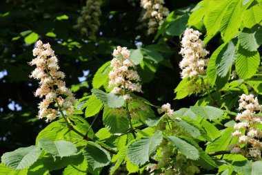 İlkbaharda kestane çiçekleri doğada açar (Aesculus hipokastanum, acı kestane)