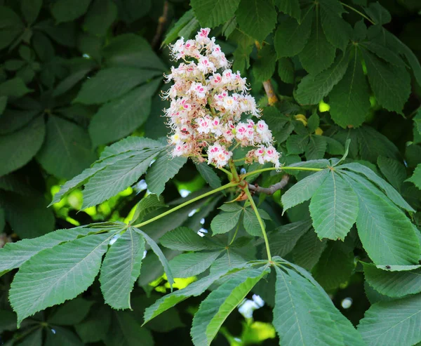 İlkbaharda kestane çiçekleri doğada açar (Aesculus hipokastanum, acı kestane)