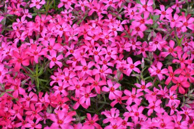 İlkbaharda, feniks subulata çiçek açar.