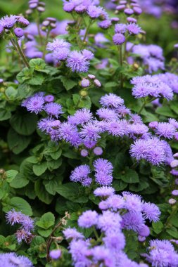 Ageratum çiçekleri süs bahçesinde çiçek açar.