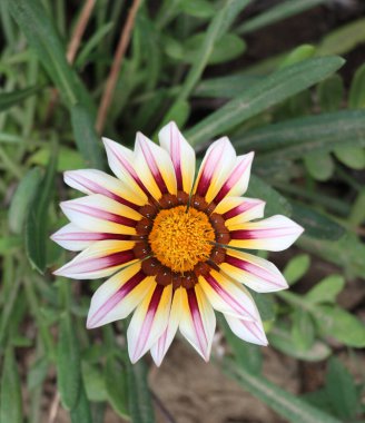 Bahçedeki çiçek bahçesinde Gazania çiçek açıyor.