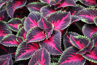 Narin tropikal bitki Coleus çiçek yataklarını süslemek için kullanılır..