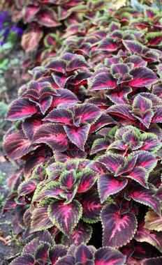 Narin tropikal bitki Coleus çiçek yataklarını süslemek için kullanılır..
