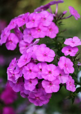 Yazın, bahçedeki çiçek tarlasında fenomenler açar.