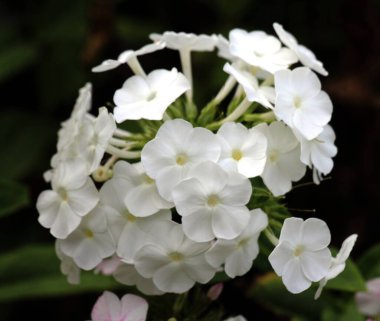 Yazın, bahçedeki çiçek tarlasında fenomenler açar.