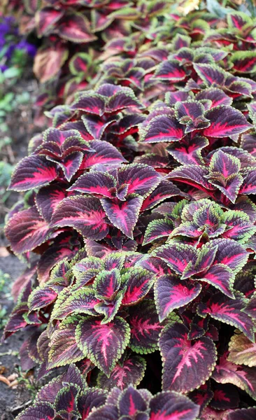 Narin tropikal bitki Coleus çiçek yataklarını süslemek için kullanılır..