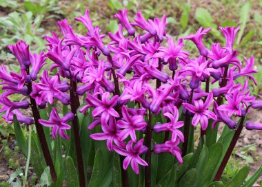 Bahar bahçesinde sümbüller açıyor.