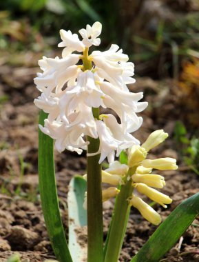 Bahar bahçesinde sümbüller açıyor.