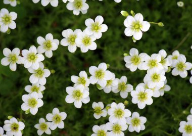Saxifraga çiçekleri baharda bahçede açar.