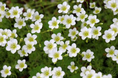 Saxifraga çiçekleri baharda bahçede açar.