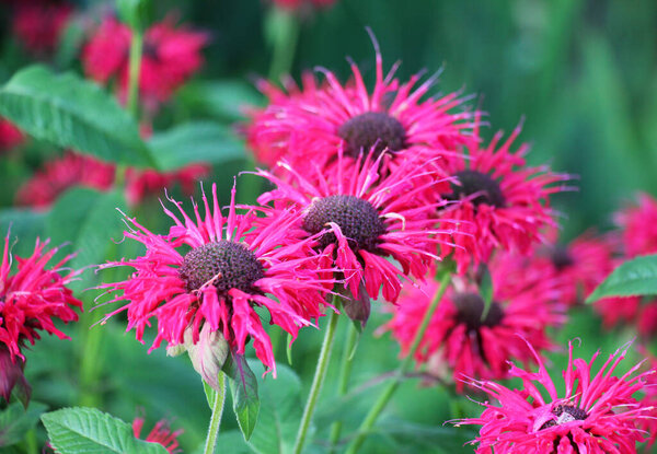 In summer in the garden red flowers in bloom monarda 