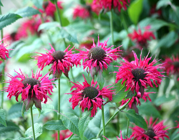 In summer in the garden red flowers in bloom monarda 