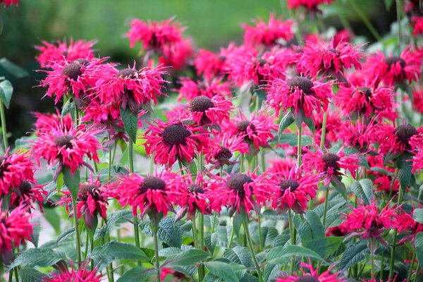 In summer in the garden red flowers in bloom monarda 