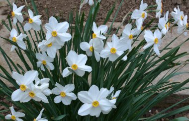 İlkbaharda, narsis (nergisler) çiçek tarhında açar..