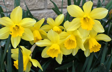 İlkbaharda, narsis (nergisler) çiçek tarhında açar..