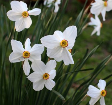 İlkbaharda, narsis (nergisler) çiçek tarhında açar..