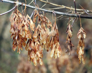 Akçaağaç dalında olgun tohumlar (Acer negundo)