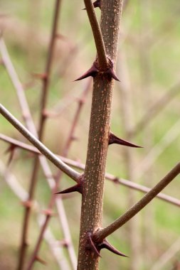 Bir çalılığın dalında keskin dikenler ve yakın bir ağaç. 
