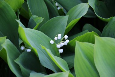 Common lily of the valley (Convallaria majalis) grows in the wild