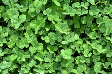 Bahar tarlasında genç çayır yoncası (Trifolium pratense) yetişir.