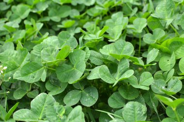 Bahar tarlasında genç çayır yoncası (Trifolium pratense) yetişir.