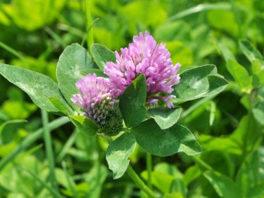 Çiçek açan yonca (Trifolium pratense), hayvanlar için değerli bir yemdir.