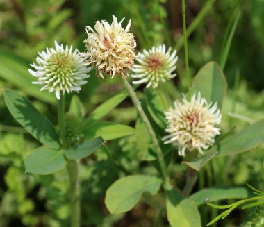 Vahşi doğada, dağ yoncası (Trifolium montanum) otların arasında yetişir.